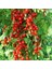 Minyatür Bezelye Domates Tohumu Geleneksel Sweet Pea Currant Tomato 2