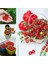 Minyatür Bezelye Domates Tohumu Geleneksel Sweet Pea Currant Tomato 3