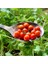 Minyatür Bezelye Domates Tohumu Geleneksel Sweet Pea Currant Tomato 4