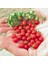 Minyatür Bezelye Domates Tohumu Geleneksel Sweet Pea Currant Tomato 5