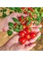 Iri Boy Çeri Domates Tohumu Big Red Cherry Kiraz Tipi Heirloom 3