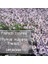 Fransız Yaz Kekiği Tohumu Aromatik Kekik Thymus Vulgaris French Summer Thyme Seeds 1