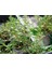 Fransız Yaz Kekiği Tohumu Aromatik Kekik Thymus Vulgaris French Summer Thyme Seeds 2