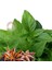 Acem Fesleğeni Tohumu Anoson Aromalı Anise Basil 1