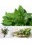 Acem Fesleğeni Tohumu Anoson Aromalı Anise Basil 3