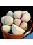 Lapidaria Margaretae Sukulent Bitki Tohumu 3