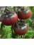 Tula Domates Tohumu Dünyanın En Lezzetli Siyah Domatesi Geleneksel Black From Tula Heirloom 3