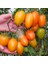 Turuncu Salkım Domates Tohumu Orange Banana Tomato Seeds 2