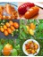 Turuncu Salkım Domates Tohumu Orange Banana Tomato Seeds 3