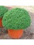 Baharlı Top Reyhan Tohumu Spicy Globe Basil 1