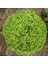 Baharlı Top Reyhan Tohumu Spicy Globe Basil 3