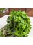 Baharlı Top Reyhan Tohumu Spicy Globe Basil 4
