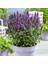 Japon Nanesi Tohumu Japanese Mint Seeds Agastache 1