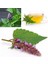 Japon Nanesi Tohumu Japanese Mint Seeds Agastache 2