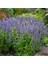 Japon Nanesi Tohumu Japanese Mint Seeds Agastache 3