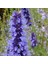 Japon Nanesi Tohumu Japanese Mint Seeds Agastache 4