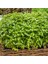 Tatlı Kuzu Nanesi Tohumu Mentha Spicata Spearmint +500 Tohum 4