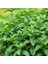 Tatlı Kuzu Nanesi Tohumu Mentha Spicata Spearmint +500 Tohum 5