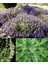 Zahter Tohumu Kekik Otu Kış Zahteri Winter Savory 2