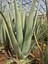 Aloe Vera Bitkisi-Jel İçin 30-40 Cm, Tıbbi Sarısabır 1