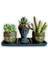 Haworthia & Kaktüs 3'lü Sukulent Seti | Helen Siyah & Gold Seri 1