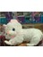 Miyavlayan Sesli Kedi Peluş 35 cm 1