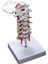 Servikal Vertebra Arteria Omurga Spinal Sinirler Anatomik Modeli Anatomi Bilim Sınıf Çalışması Ekran Öğretim Modeli (Yurt Dışından) 1