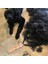Uzun Diş Astar Köpek Tırmığı, Kaymaz Ahşap Saplı Bakım Tırmığı, Uzun Saç Pet Için Çelik Tarak (Yurt Dışından) 3