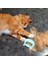 Orijinal Pet Epilasyon Masaj Kabuk Tarak Yumuşak Dökülme Fırçası Bakım ve Dökülme Keçeleşmiş Kürk Sökücü Uzun ve Kısa Için Pas Alma Aracı (Yurt Dışından) 3