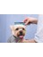 Küçük ve Büyük Çeşitler ve Bölgeler Için Küçük ve Büyük Pet Taraklar. Köpeğiniz ve Kediniz Için Premium Kaymaz, Rahat Tutuşlu Ergonomik Sap, (Açık Mavi) (Yurt Dışından) 3