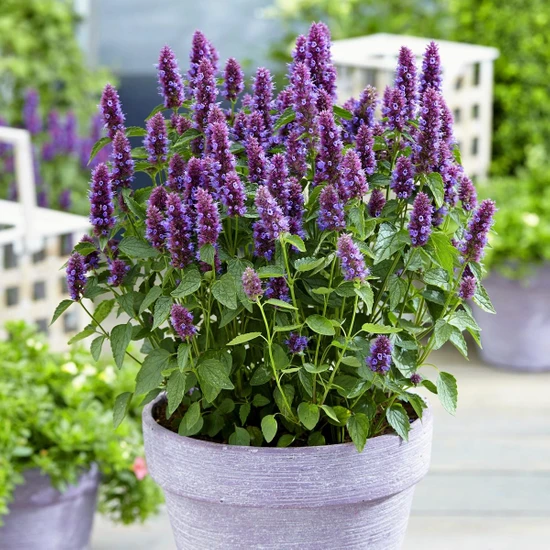 Zengarden Japon Nanesi Tohumu Japanese Mint Seeds Agastache