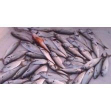 Sardalya 29G - Sahte Yem Kaşık Rapala -Levrek, Palamut, Lüfer, Çinekop, Turna Için En Iyi Glow Jig Yem