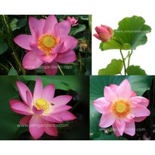 Zengarden Kutsal Lotus Tohumu Nelumbo Nucifera Pembe Çiçekli Kokulu