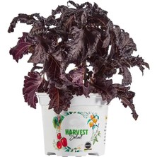 Zengarden Kızıl Mor Fırfır Kenarlı Iri Yapraklı Reyhan Tohumu Purple Ruffles Basil