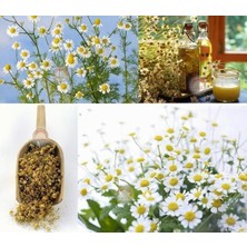 Zengarden Şifalı Alman Papatyası Tohumu Elma Kokulu German Chamomile Matricaria Recutita