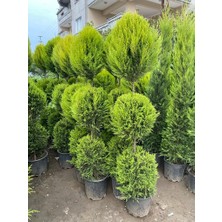 Fidanlıdan 3 Top Şekilli Limon Çamı Fidanı