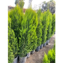Fidanlıdan 2 Metre Boyunda Formlu Limon Çamı Fidanı
