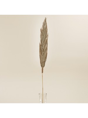 Chakra Dakota Dal Kuru Çiçek Natural