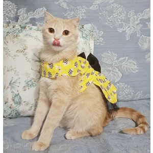 Arı Desenli Sarı Kedi Köpek Kıyafeti Elbisesi