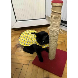 Arı Desenli Sarı Kedi Köpek Kıyafeti Elbisesi