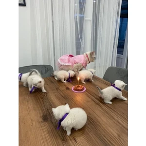 Beyaz Kareli Pembe Dişi Kedi Köpek Kıyafeti Elbisesi