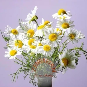 Şifalı Alman Papatyası Tohumu Elma Kokulu German Chamomile Matricaria Recutita