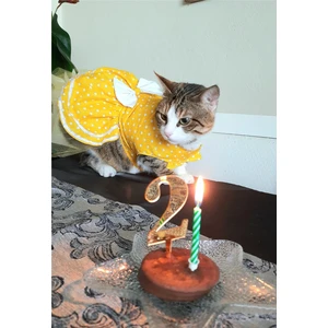Sarı Puantiyeli Papyonlu Kedi Köpek Kıyafeti Elbisesi
