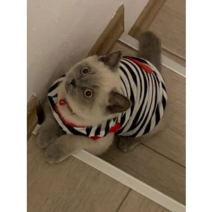 Kırmızı Kalpli Çizgili Kedi ve Köpek Kıyafeti Giyimi