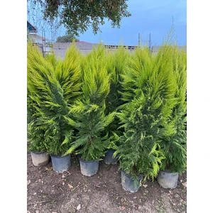 2 Metre Boyunda Formlu Limon Çamı Fidanı