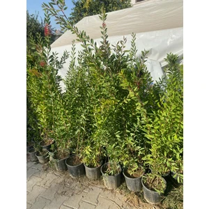 Tüplü Fırça Çalısı Çiçeği Fidanı