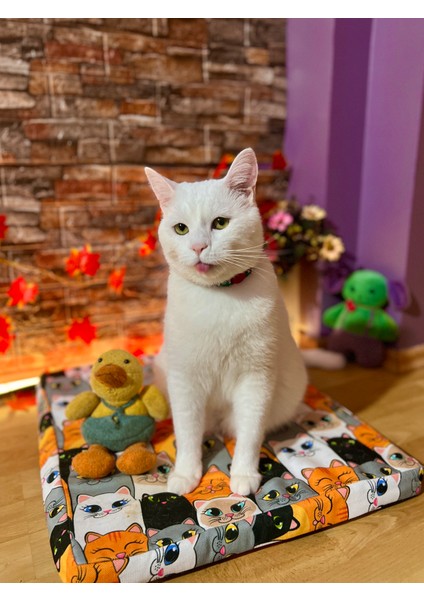 Kedi Yatağı Istııcılı