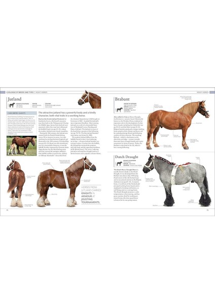 Horse Encyclopedia - Elwyn Hartley Edwards