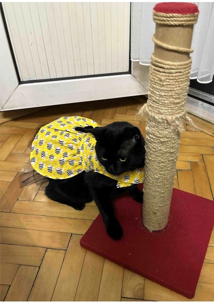 Arı Desenli Sarı Kedi Köpek Kıyafeti Elbisesi