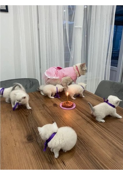 Beyaz Kareli Pembe Dişi Kedi Köpek Kıyafeti Elbisesi